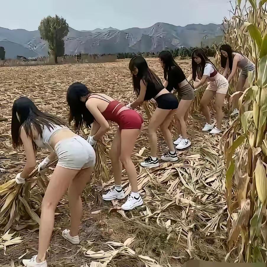 玉米田中摆秀场，如此穿搭像啥样？老农见罢笑掉牙，莫为拍照出洋相。田间趣