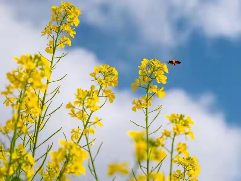 油菜“癌症”论：一把烧毁中国农业根基的“正义”大火这句看似严谨的农业科普——
