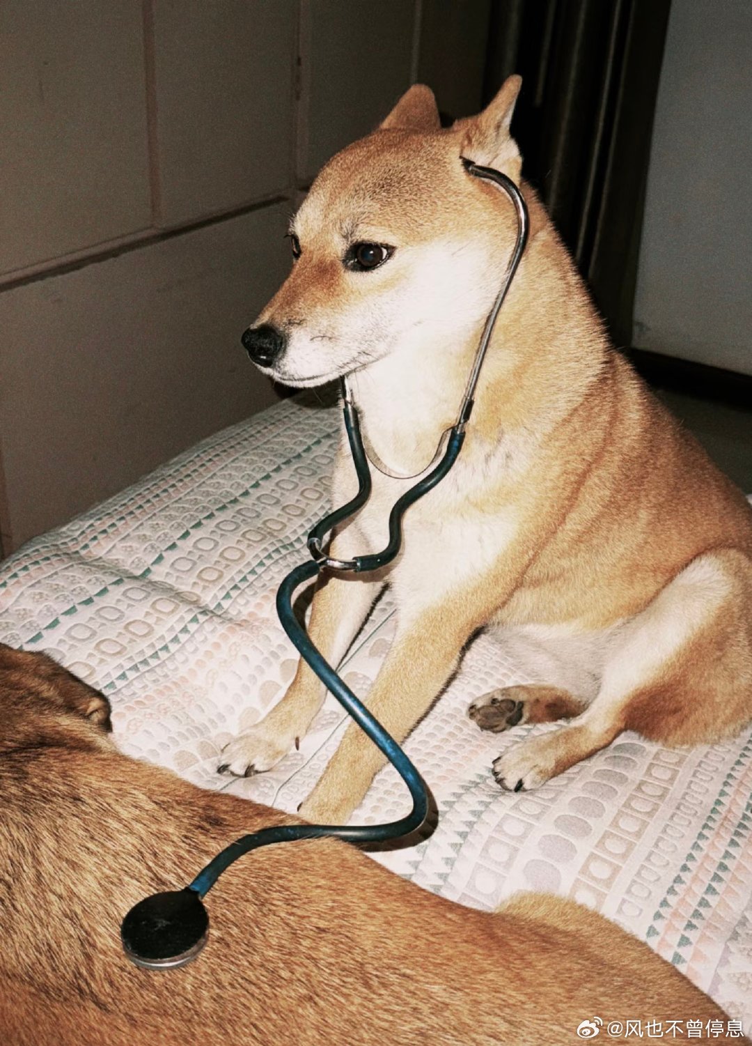 汤圆，妈在上班