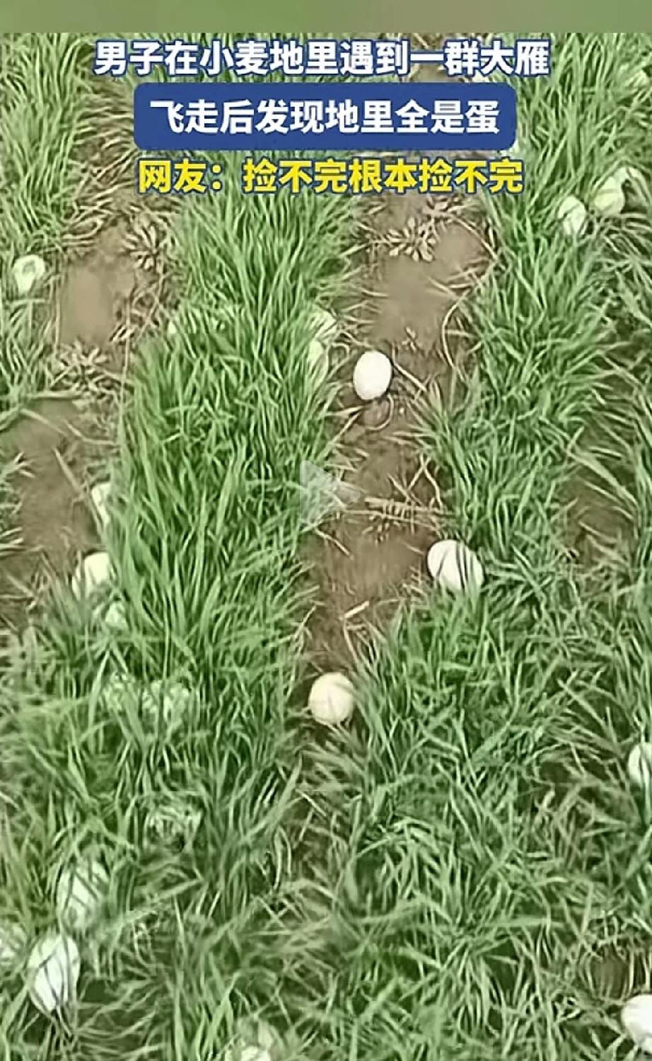 发财了！河南,一名男子在小麦地里遇到一群“大雁”，等它们飞走后，有走近麦发现地里