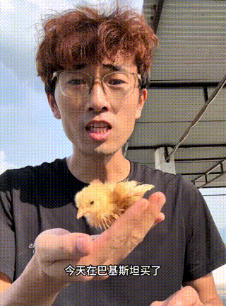 一位博主，在巴基斯坦，买了一只小鸡，博主把刚买来的小鸡，拿在手上给粉丝炫