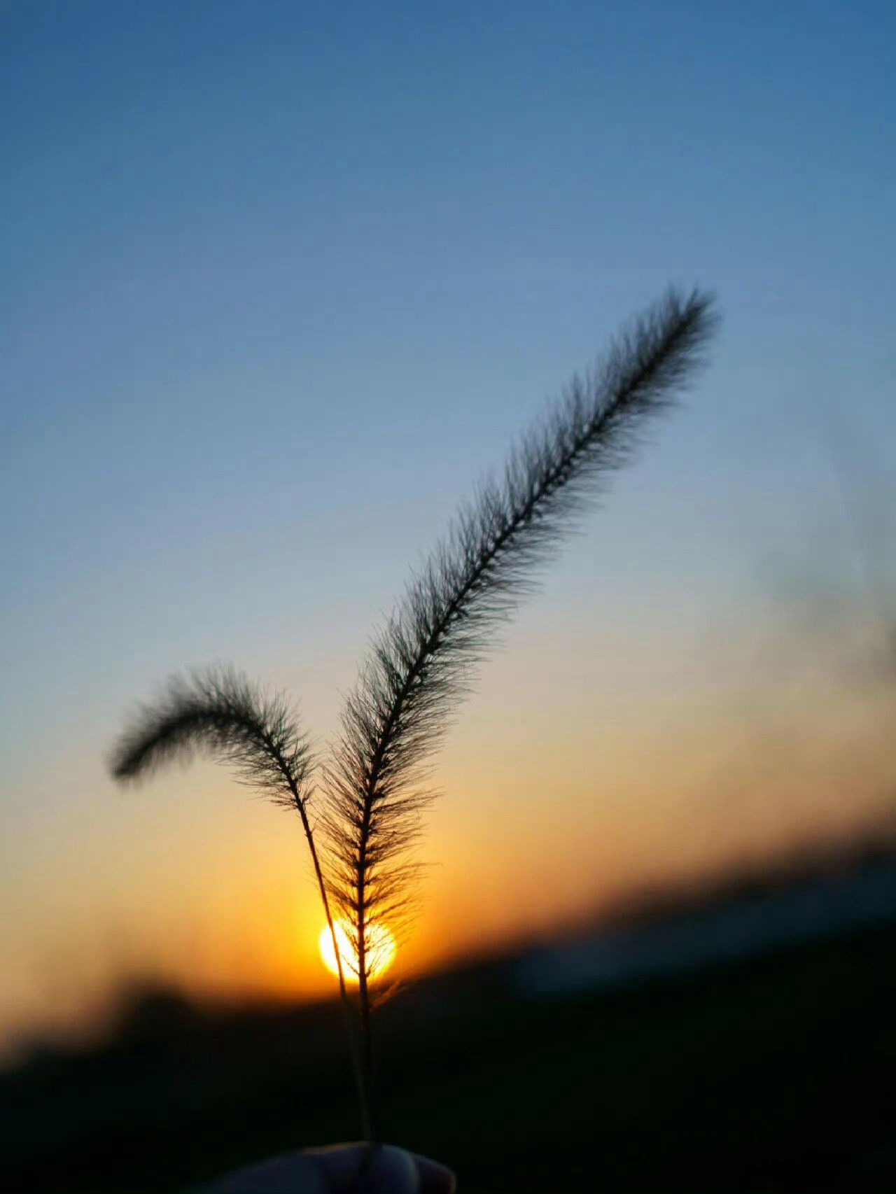 夕阳映细草，清风醉晚霞。