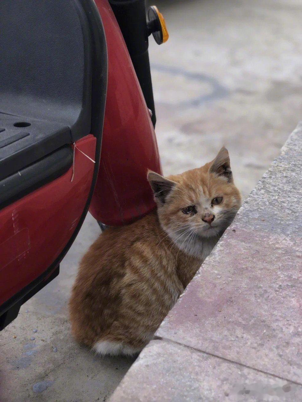 小小流浪猫收留进行时……刚开始很怕人小小的一只小宝贝眼泪汪汪的经常躲远处躲猫猫～