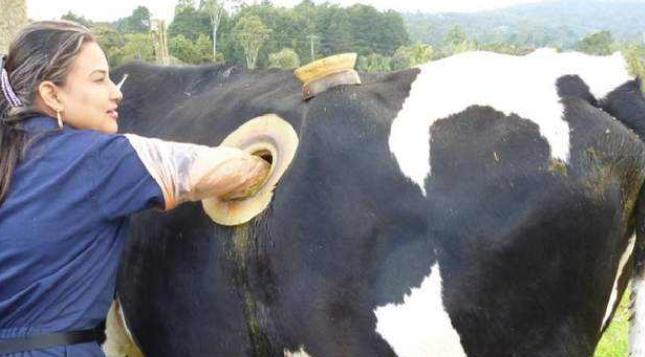 美国人养牛，为什么要在牛身上挖个很深的大洞？真相究竟是什么？在北美中西部的规