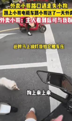 “这就是缘分！”广东韶关，一小伙送外卖途中，遇到了只走失小狗，小伙担心狗被车压，