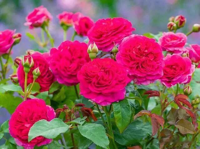 月季花真的是花园里的颜值担当！给大家分享三款超美的月季。冒险月季值得入手，夏天