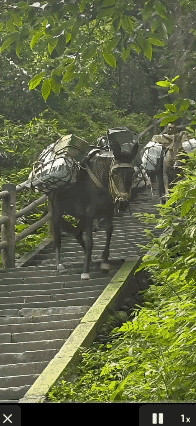 我看到了山里的🐮🐴…………[哭哭]