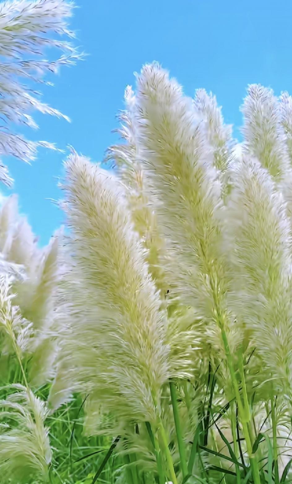 有个亲戚，是做生意的，很有钱。女儿长得很漂亮，但是个笨蛋美人。三年前，经人介绍