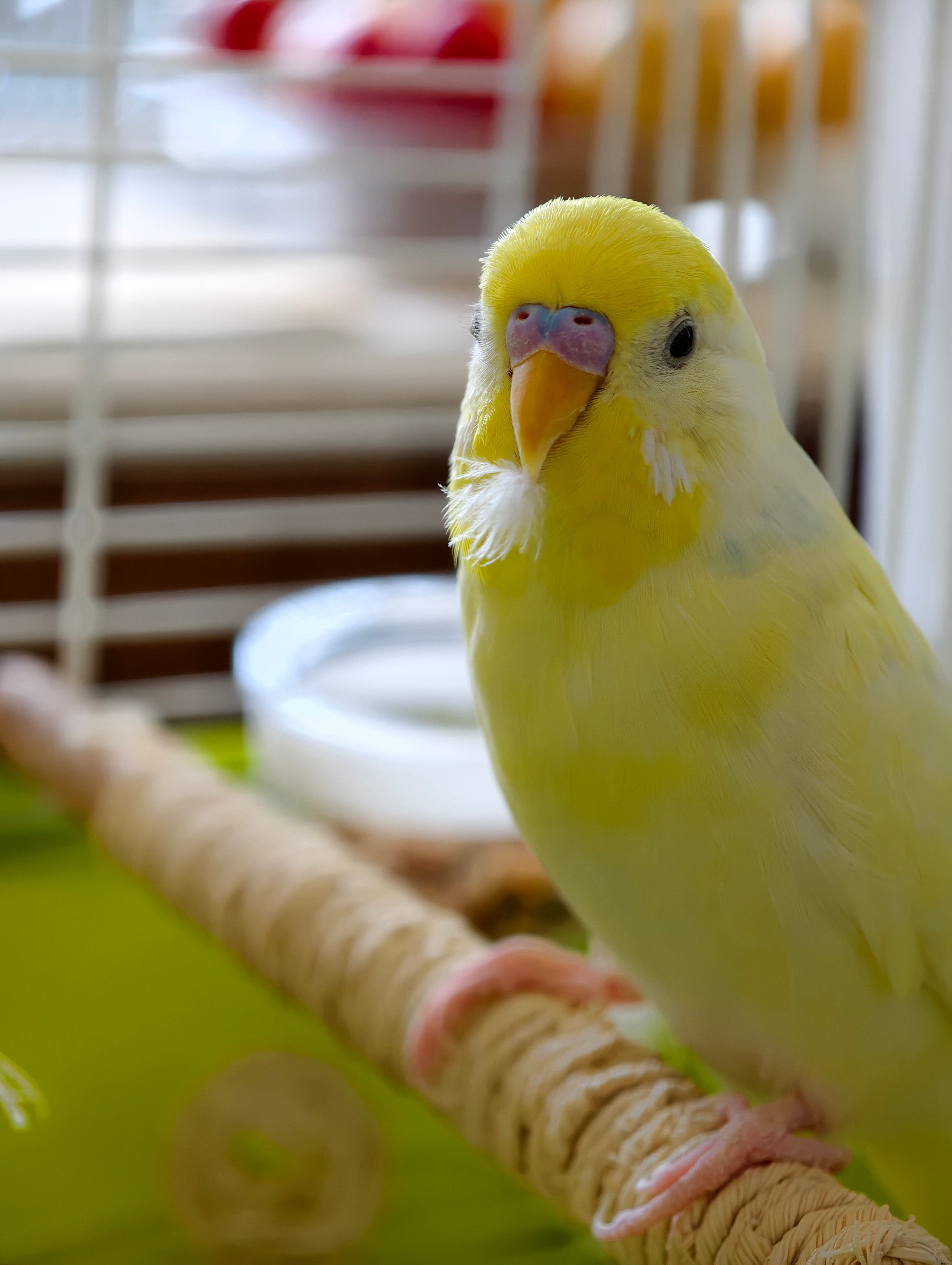 布丁同学长胡子了鹦鹉小蓝和布丁