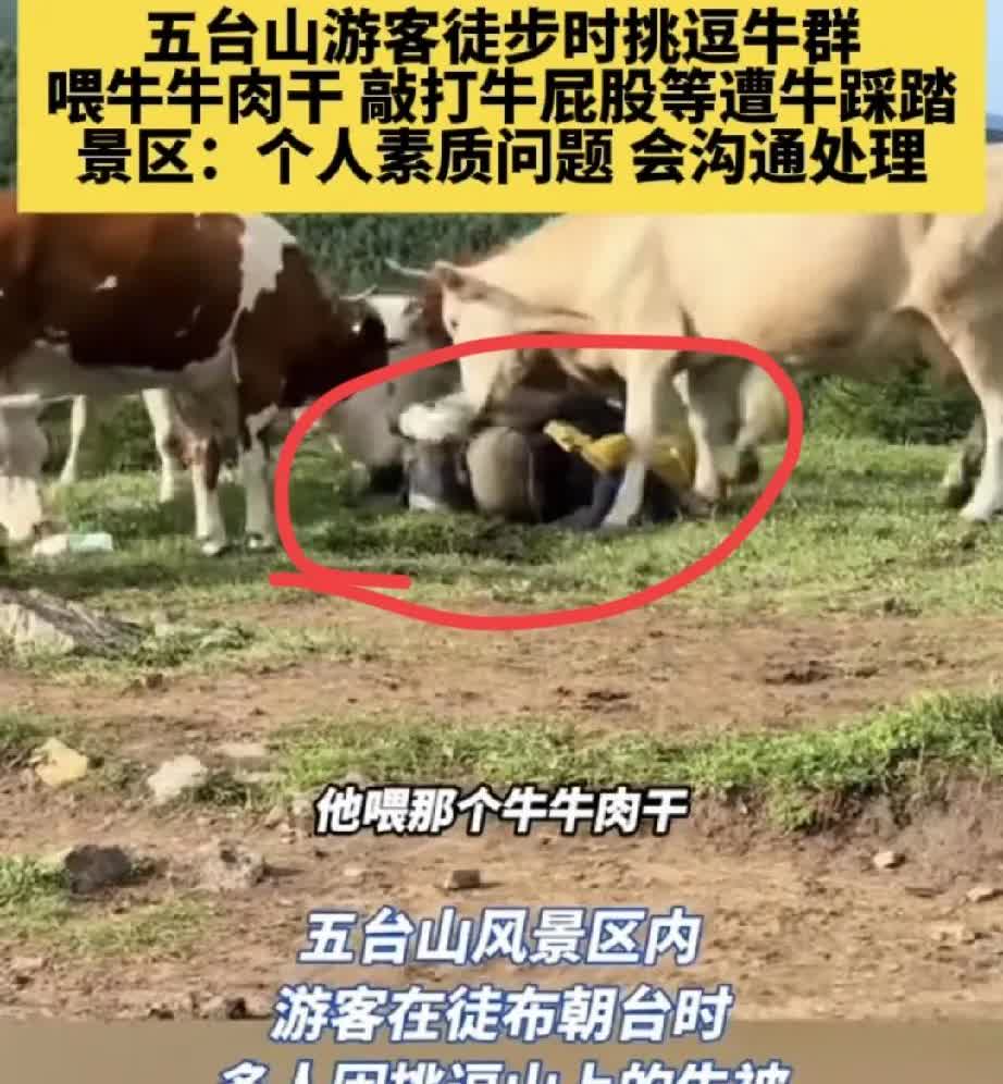 不作就不会死！五台山一游客戏弄山上的牛，戳牛屁股，骑牛，还给牛喂牛肉干！