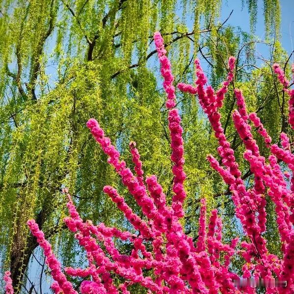 上联:花红柳绿春光好下联:燕舞莺歌百花香上联:平平仄仄平平仄​下联:仄仄平