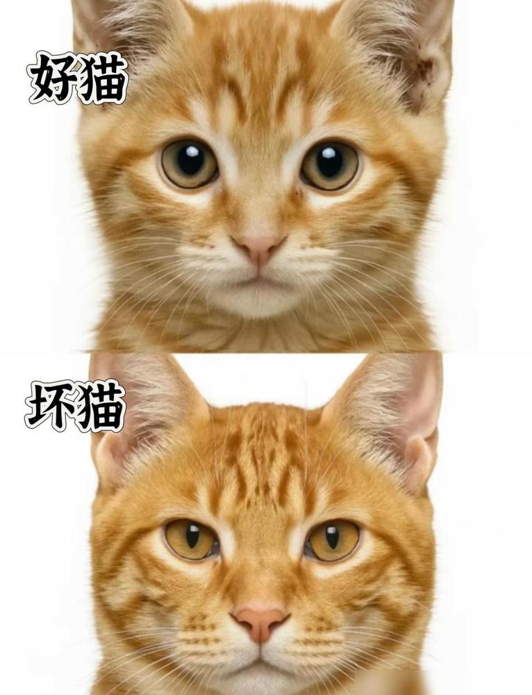 好猫坏猫面相图鉴！你家逆子是哪一档？给猫看脸分档，图个乐当然可以，真拿来判断