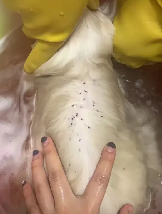 江苏，一名女子收养了一只流浪猫，她把这只流浪猫带回家后，就立马带它去宠物医院，做