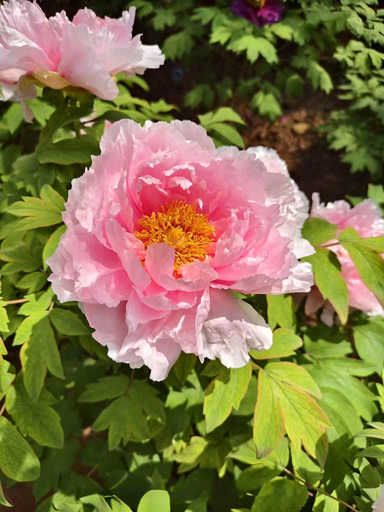 看网络，几个地方下雪了，河南洛阳老君山、新疆、玉龙雪山，太可惜了，不能去看，对雪