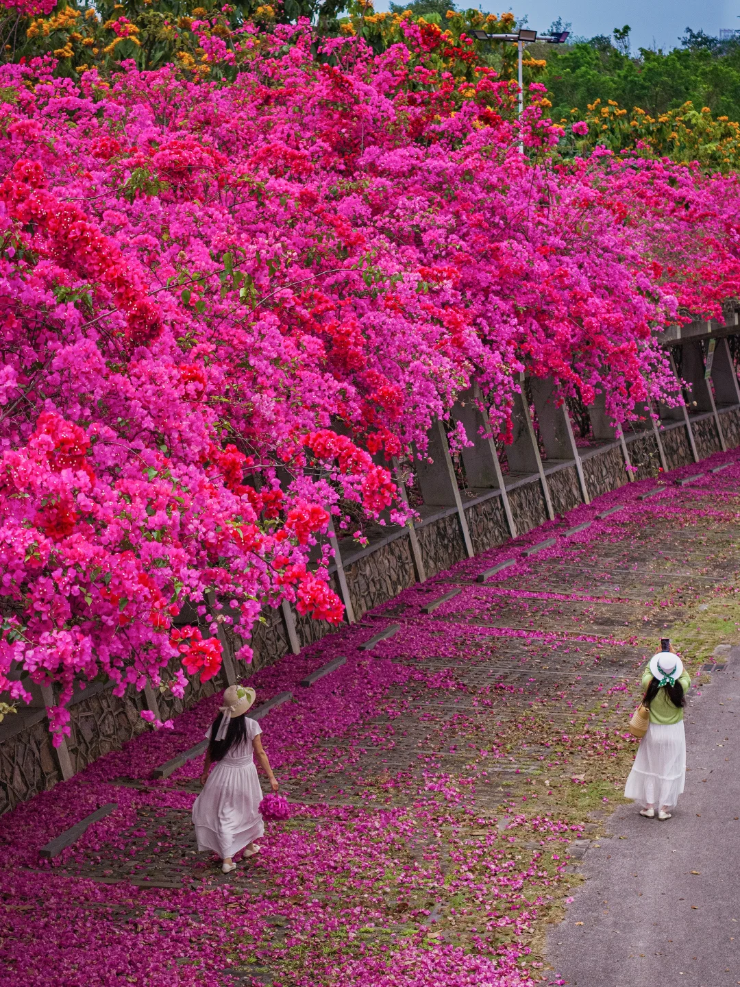 交换春天，南宁停车场三角梅花瀑也太壮观了