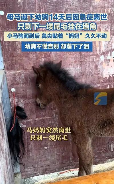 看哭了，万物皆有灵！刚出生14天的小马，找到妈妈留下的一绺尾毛后，站着不动悄悄哭