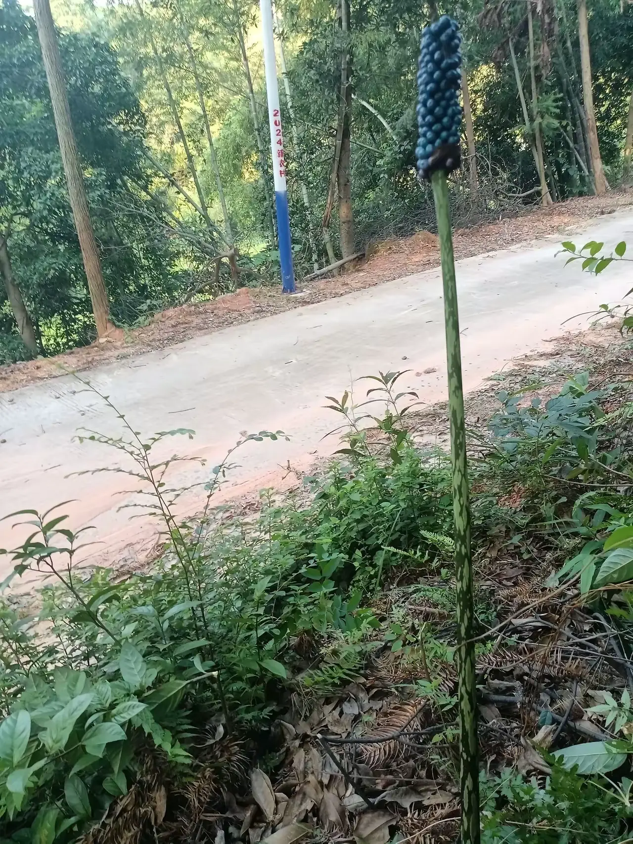 这个野生植物是叫什么？没一片叶子光棍一条，顶部还长出一大把小果子，由红变绿，真的