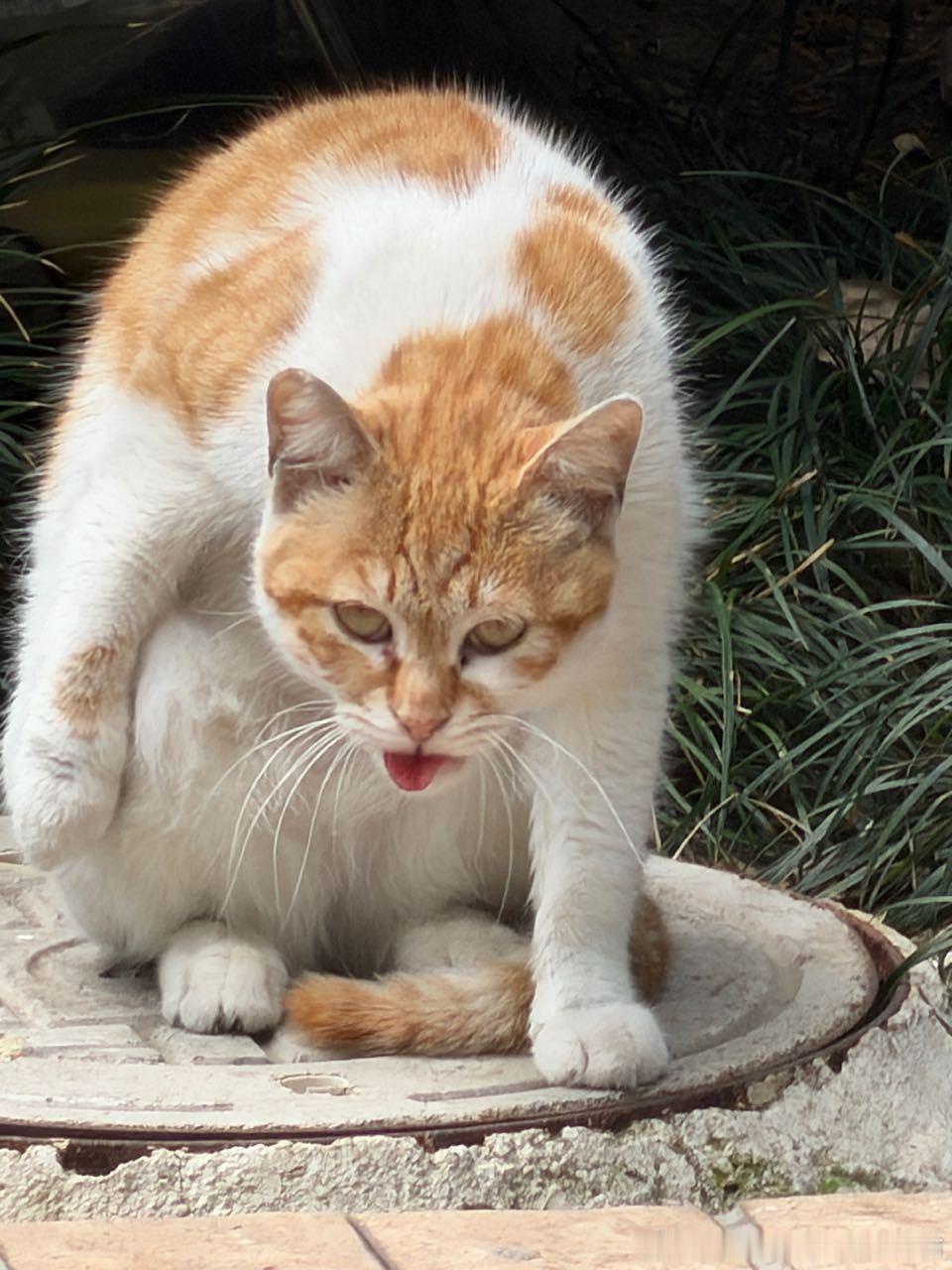 50601【丑猫】哇塞好丑的猫…