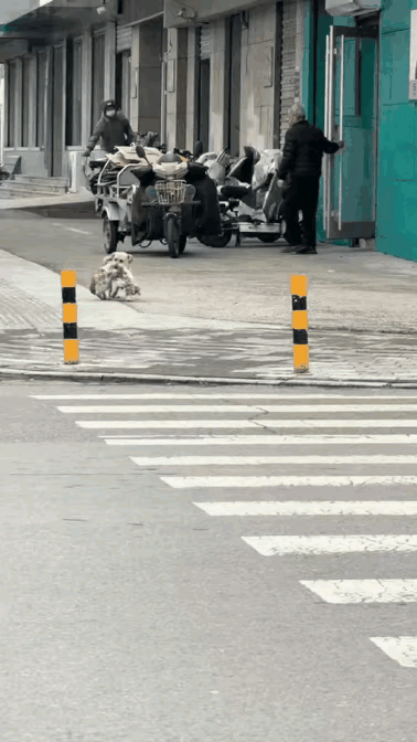 泪目了！一只流浪狗在流浪的过程中认识了一只流浪猫，从此它们成了最好的朋友，每天一