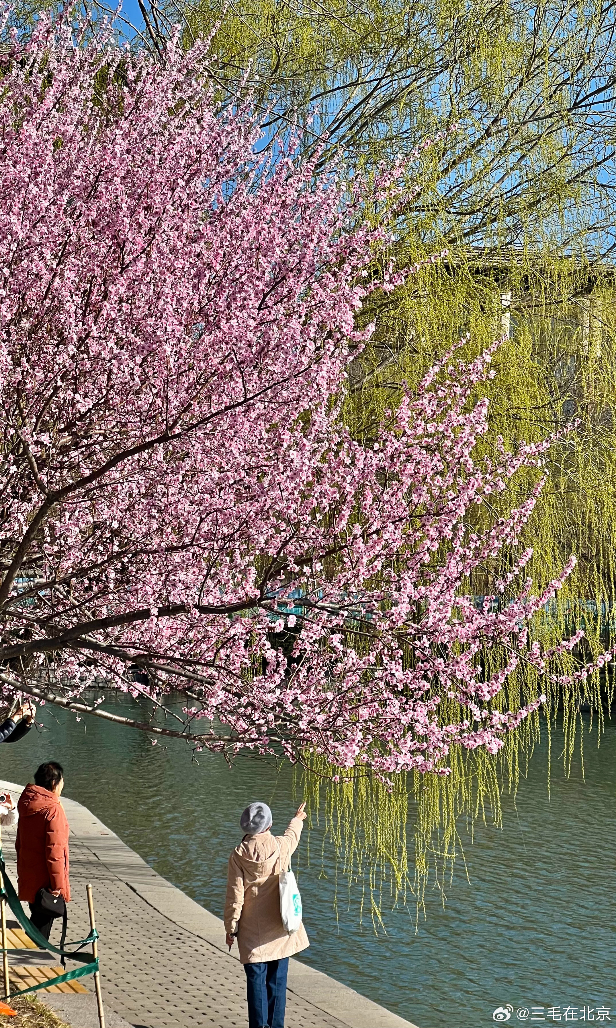 玉渊潭公园山桃花烂漫摄影