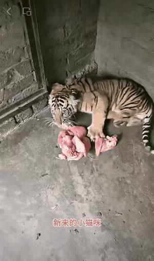 家里来了一只硕大的狸花猫，我收养了它，可这只狸花猫不喜欢吃猫粮只喜欢吃肉，而且喜