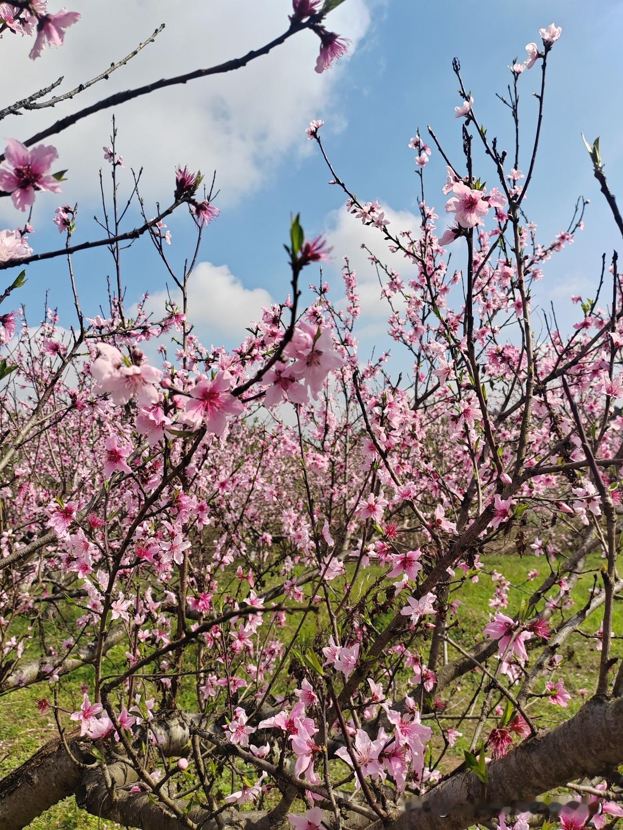 今天去踏青，路过一片桃林，开得正艳。风吹过来，花瓣簌簌往下掉，站在树下，一下