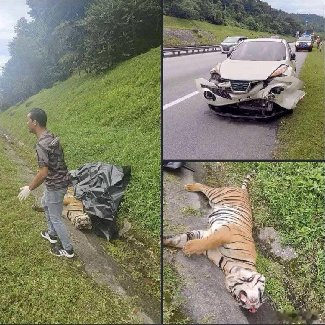 猛虎遇上硬茬了。。。[笑着哭]​​​