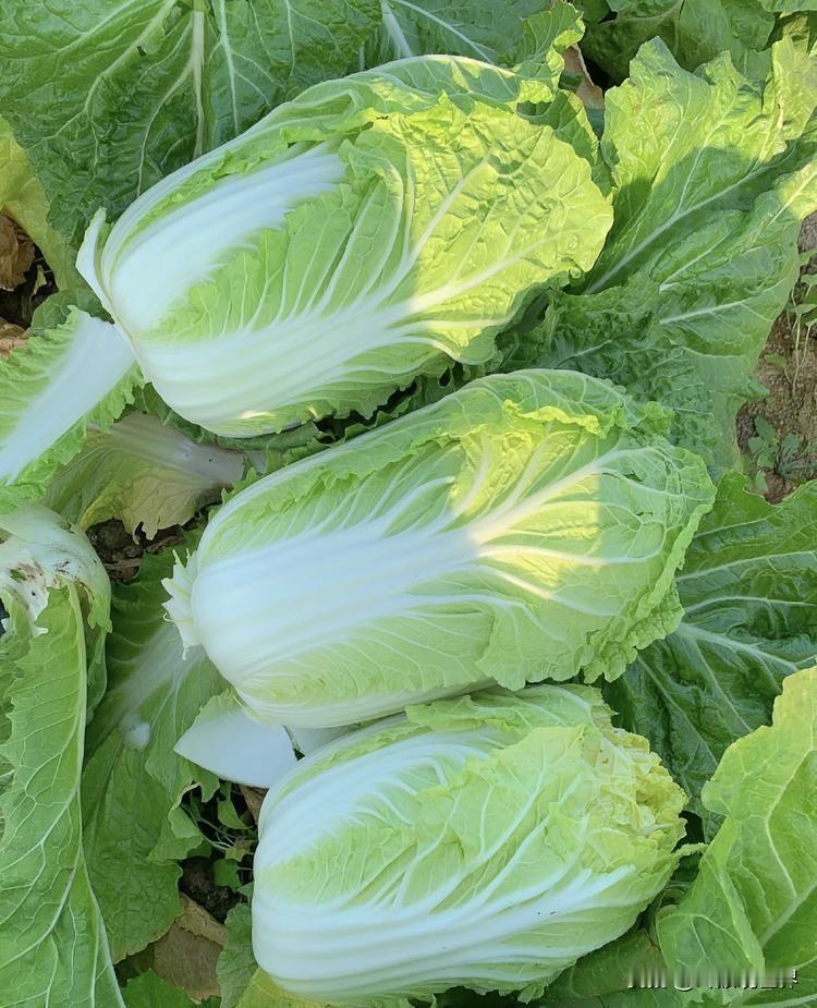 冬天为何要吃大白菜一到冬天，白菜几乎成了家人的主菜。醋溜大白菜每天必端上桌。白菜