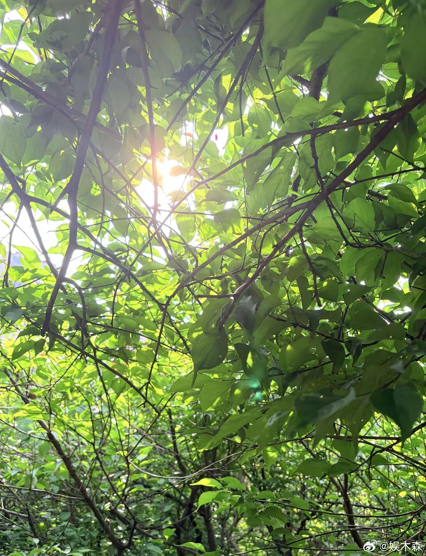 为什么都说觉得秦昊并没有那么爱伊能静？吃过他的出身瓜，秦的出身非常非常好，家里根