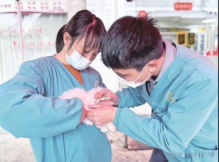 北京养犬草案说，给狗免费植入电子芯片。为什么要免费？给狗狗植入芯片难道不应该养狗