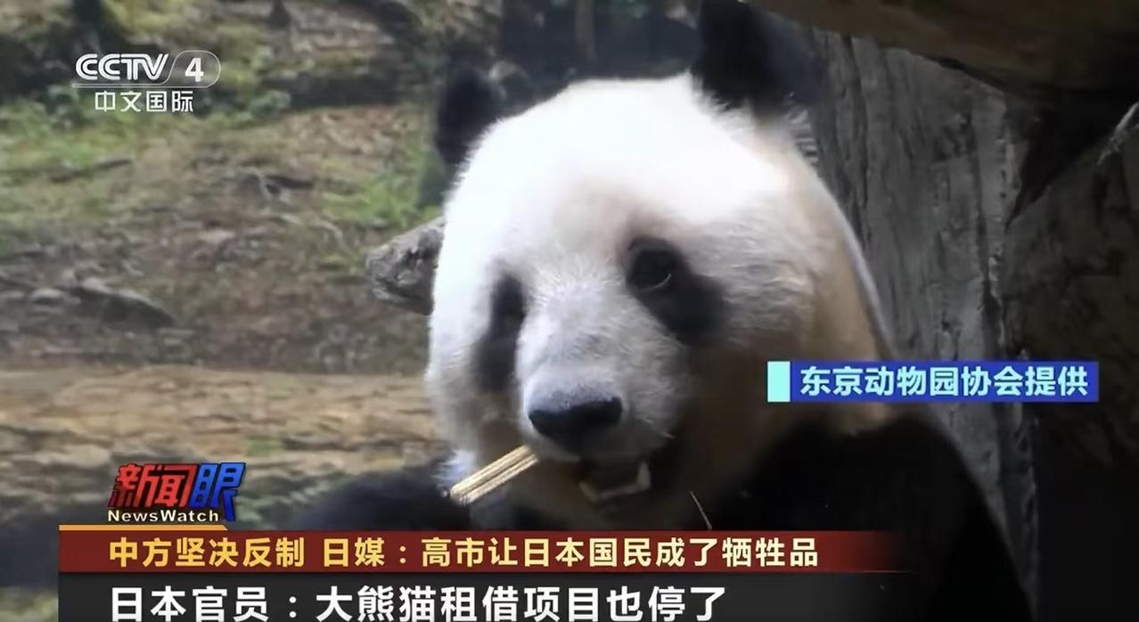 近10万日本人喊着“不需要大熊猫”，说有貉就够了？这脑回路真让人费解！貉不就