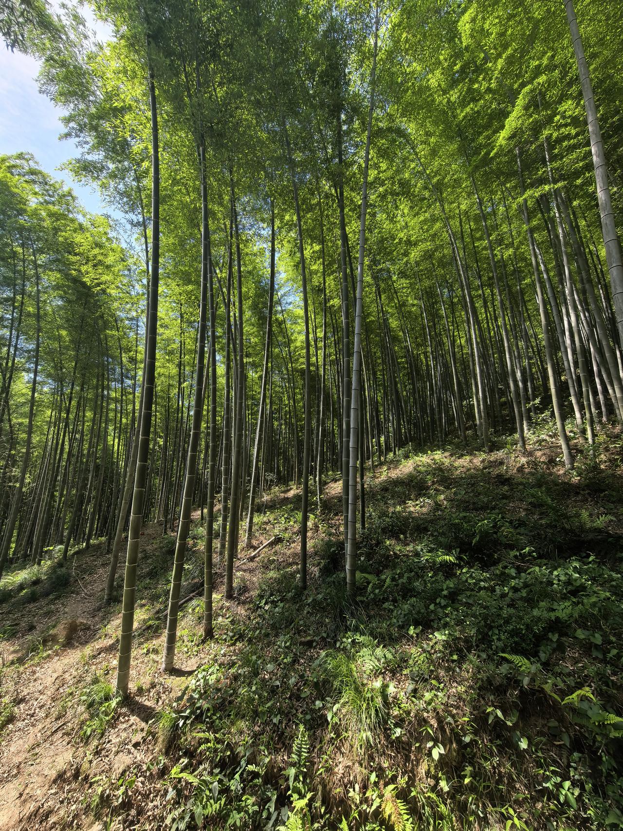 安徽广德竟藏着一个免费、人少、性价比拉满的竹海秘境，周末带你一探究竟。讲真心