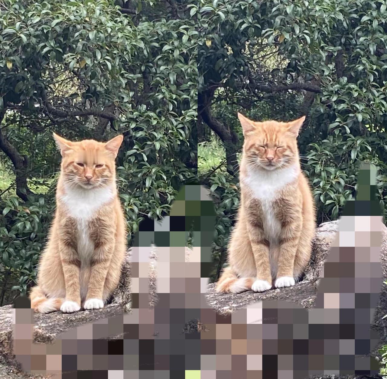 逛公园时偶遇的那只野猫，直接点醒了我：人类怕是把“活着”这事儿搞复杂了。