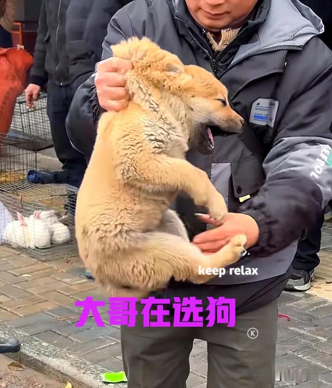 乡下的集市上，有几家卖小狗的，一个大哥正在挑选。大哥相中一只体格较大的小狗，便抓