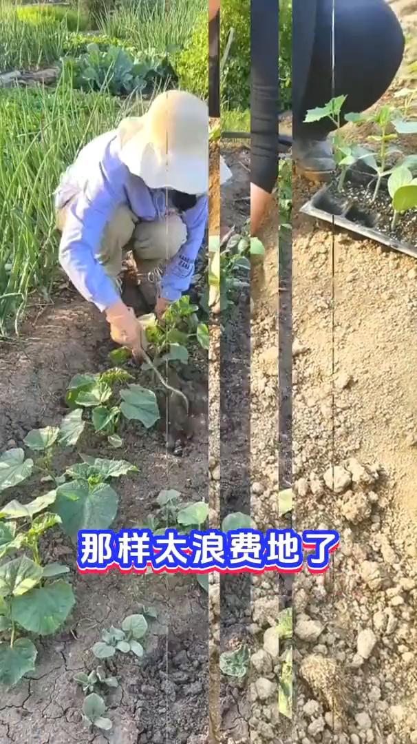黄瓜可别单独种了，学会科学套种，病害少，产量轻松翻倍。种黄瓜可别单独种了，那样
