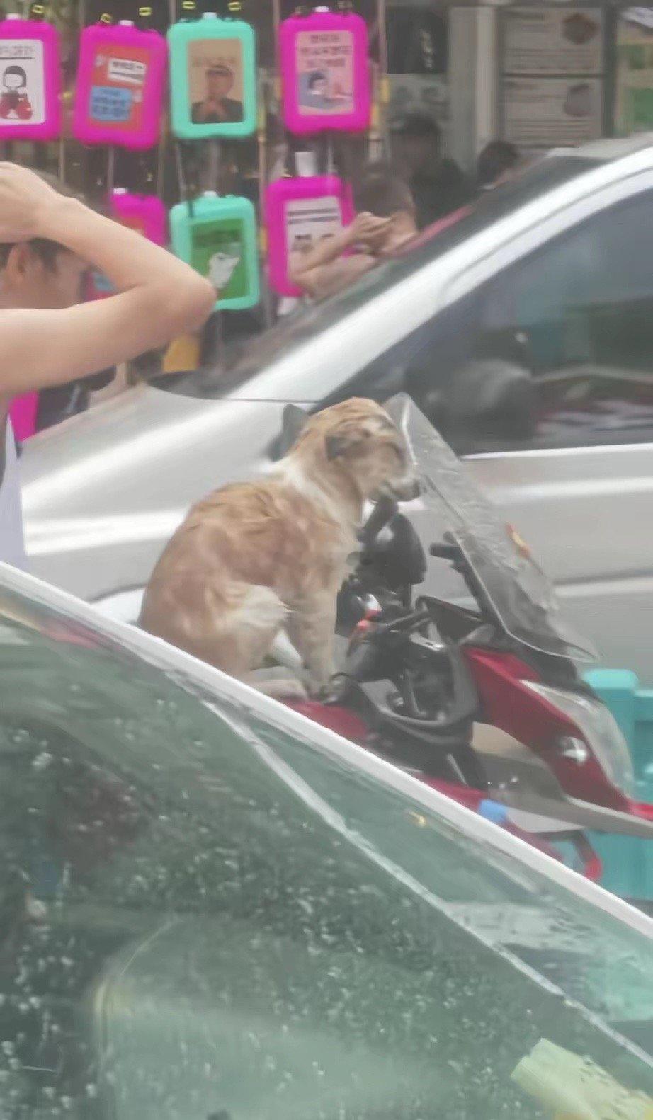 氧化菊泼水节狗子无语