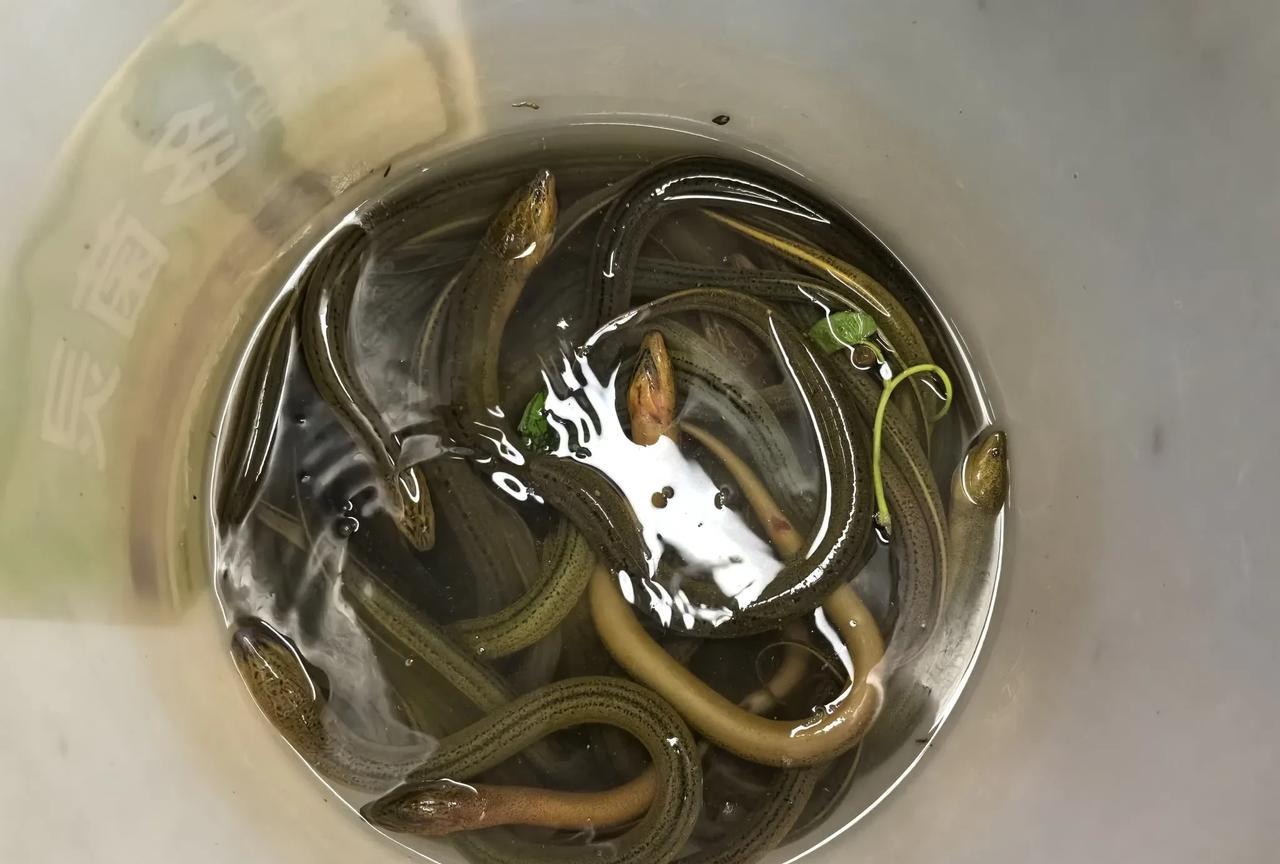 地铁上的黄鳝。一位男士坐在南京三号线地铁上，大行李箱旁用一只涂料桶装了不少野生
