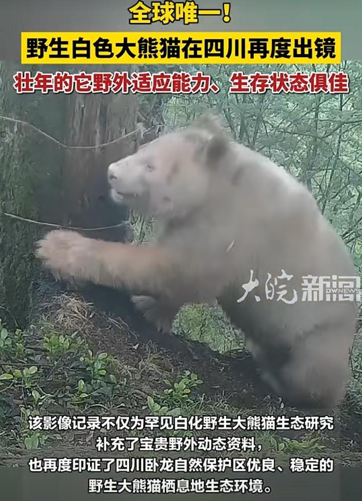 四川又现白色大熊猫，还是壮年状态，野外适应力超强！这可是全球唯一的野生白色大熊猫