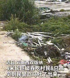 “真懂事！”云南西双版纳，一条4米长的大蛇偷偷溜进村民家，吃下整整八只鸡，被村民
