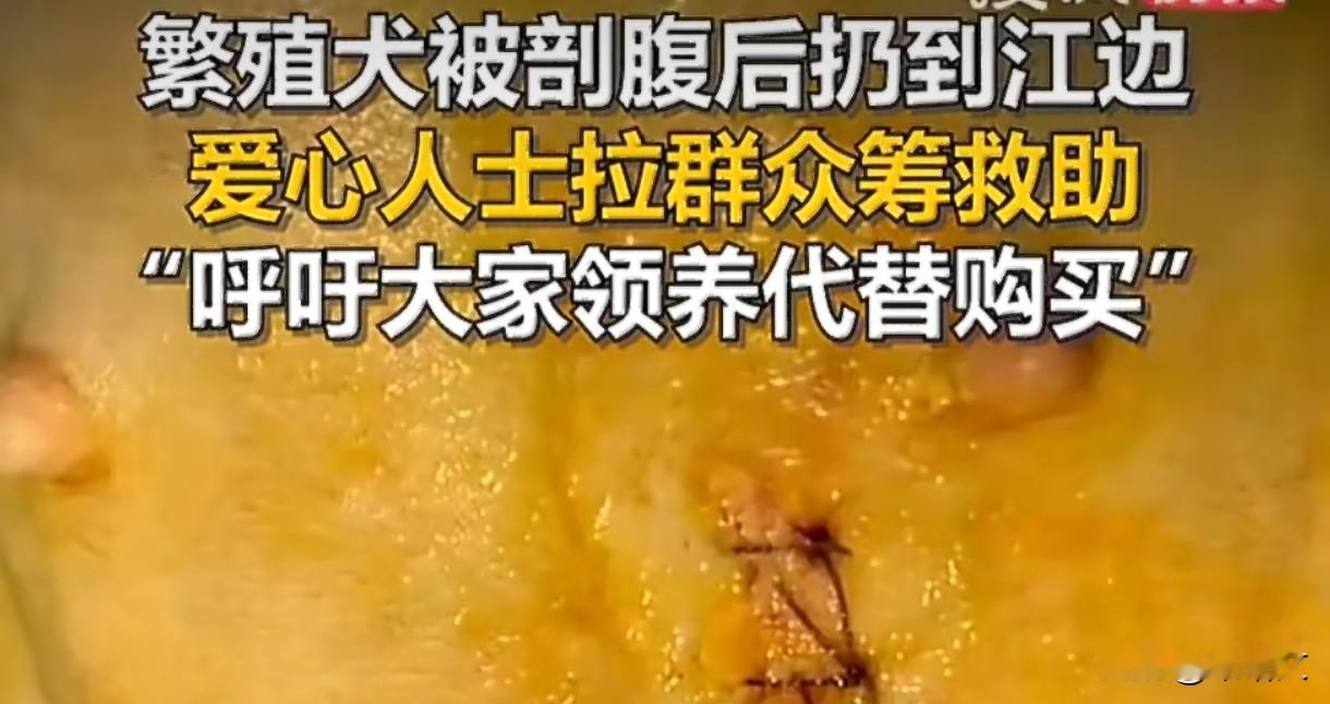 温州繁殖犬太惨了！剖腹取崽后被丢江边，幸好遇到好心人温州瑞安外滩岸边，有人