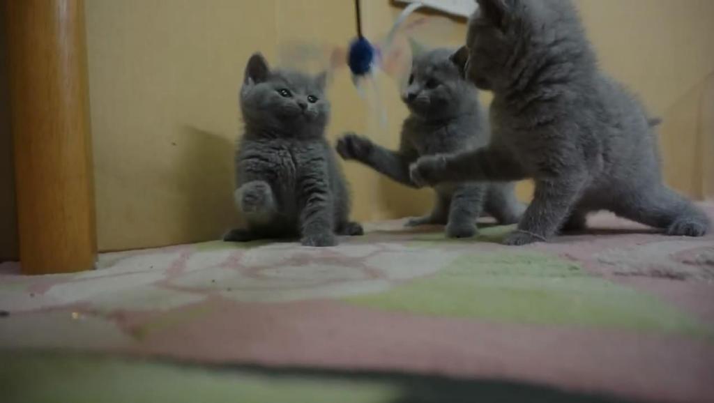 9395792563512947060.jpg?id=0