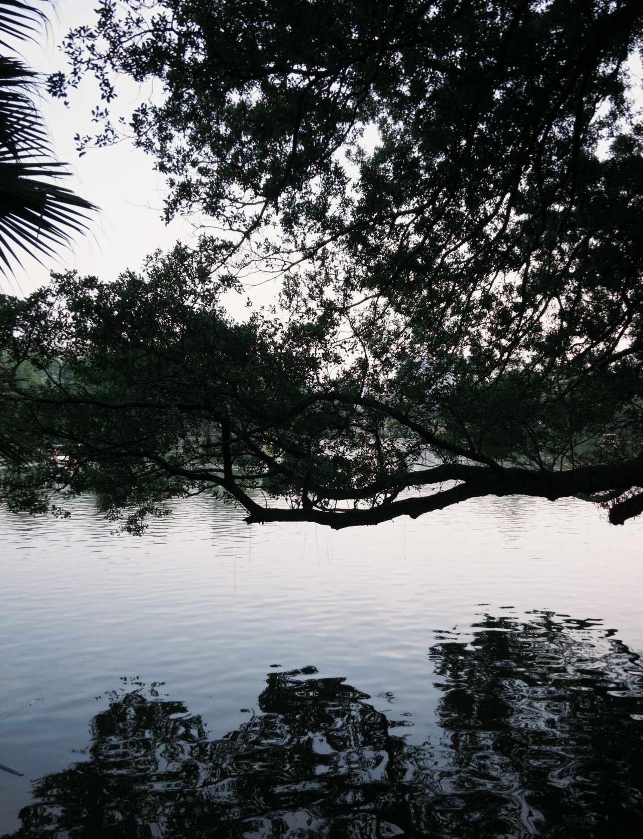 广州｜东山湖公园广东宝宝有自己的西湖树会知道春的来意逛公园沉浸式逛公