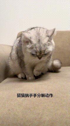 天气转凉，猫咪专属保暖姿势也上线啦🐱秋风一吹，气温悄悄下降，全网猫咪统一
