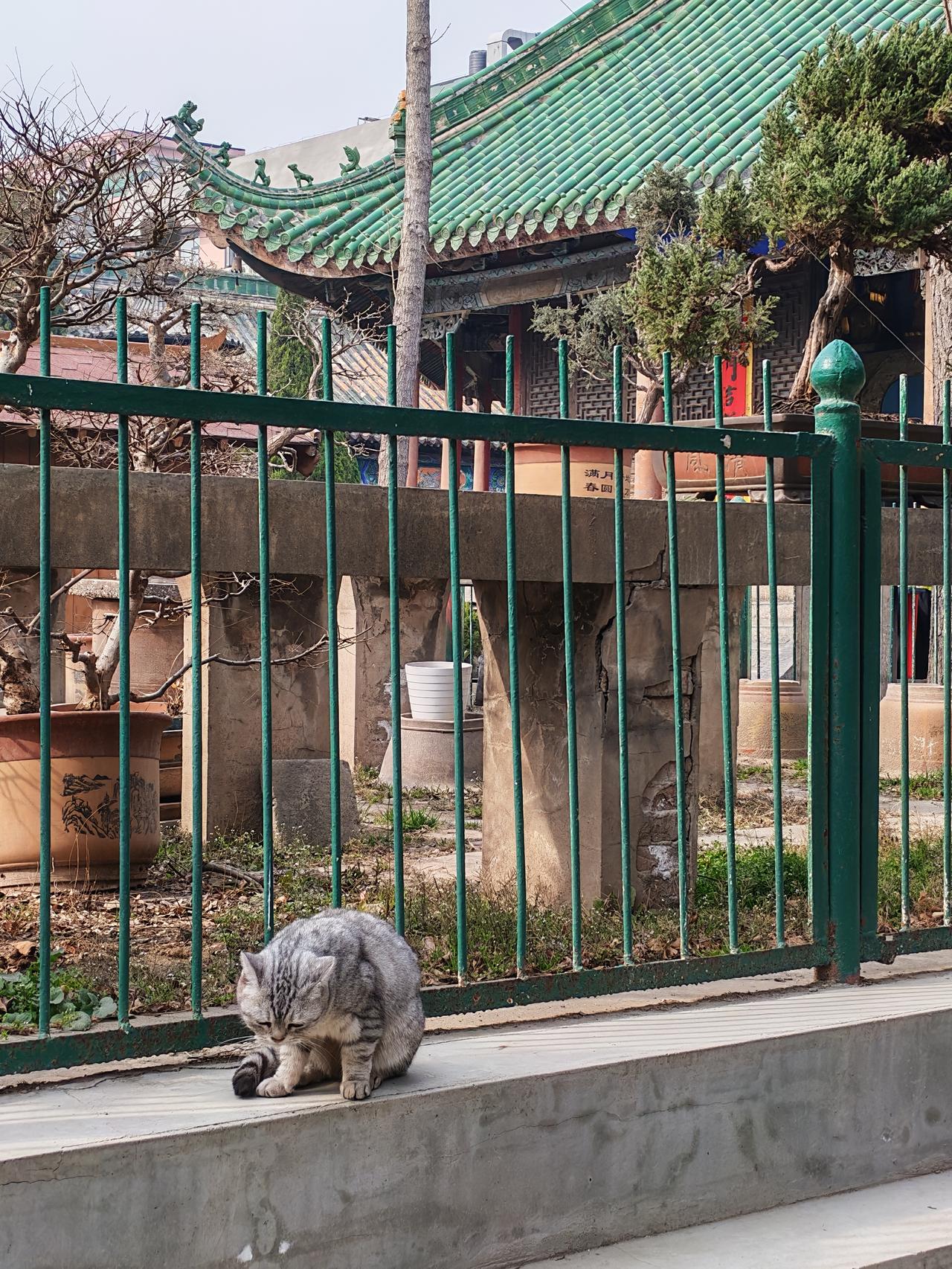 分享一张随手拍开封大相国寺·佛系的猫咪