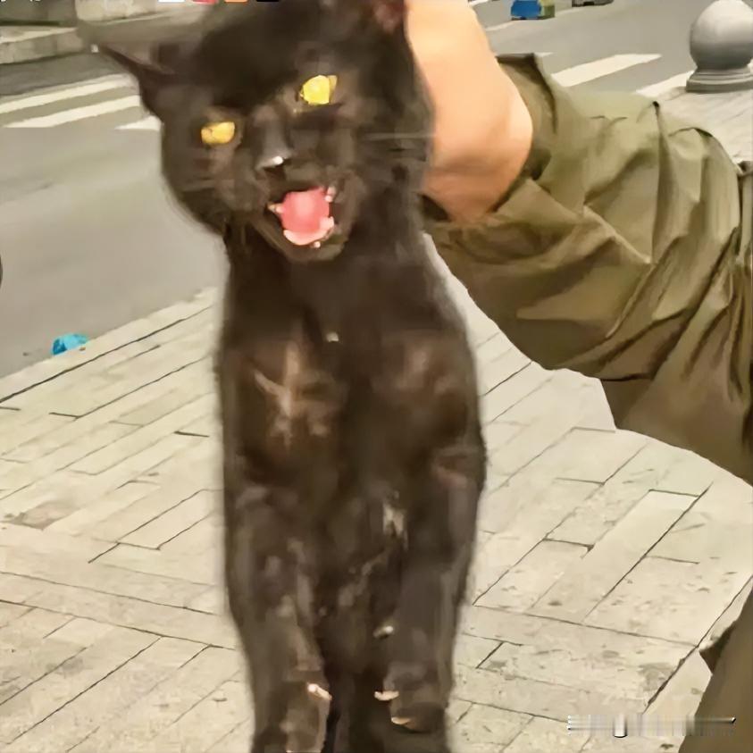 流浪玄猫双侧胯骨骨折，获救后涅槃重生，每一个生命都值得被善待！在垃圾桶旁，一