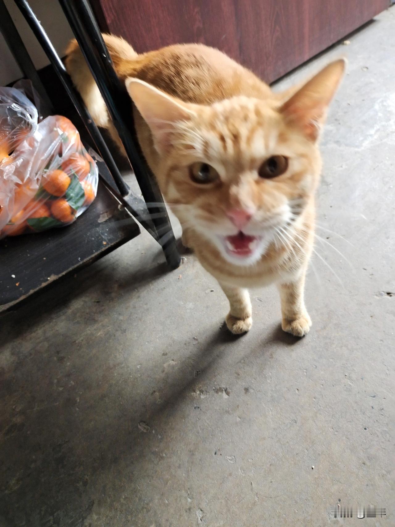 我的生活居然被一只猫嫌弃了[捂脸哭]它每天都会来串门，喜欢吃家里的火腿肠，今天