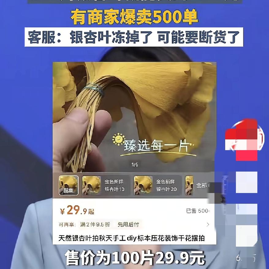 天啊银杏叶也太会藏了！这不一本万利吗？明年高低我也得尝试一下，谁能想到秋风一