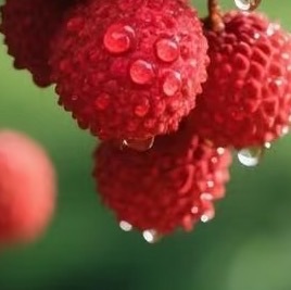 荔枝的种植方法一、土壤荔枝树在温暖地区中黏土中生长会更好，它对土壤的要求并不高，