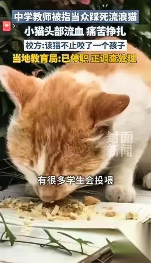 老师当学生面踩死猫？真相远比看到的更窒息！邵阳县二中这位体育老师，竟因孩