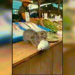 偷鱼被抓现行！小馋猫撒泼耍赖萌翻全网谁能拒绝一只会“耍无赖”的小馋猫啊！